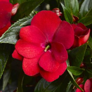 Impatiens (New Guinea)